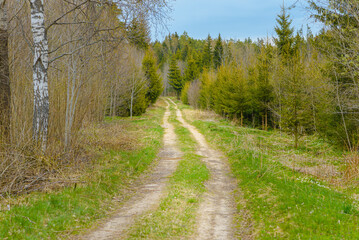 Fototapeta na wymiar Pathway With Trees On Sunny Day In summer Forest.The road is winding.