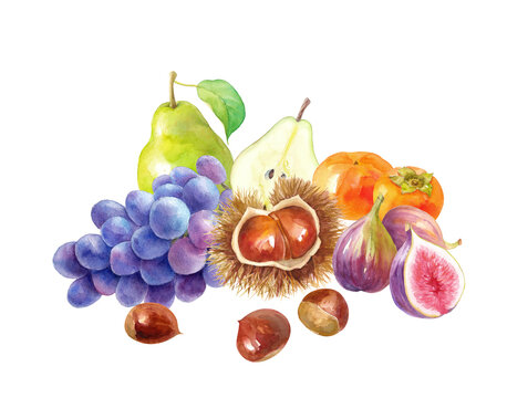 秋冬のフレッシュなフルーツの集合。栗、柿、イチジク、洋梨、ブドウの水彩イラスト。