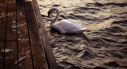 Swimming swan © StellaSalander