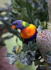Rainbow lorikeet perched in a Coast Banksia tree, New South Wales, Australia

