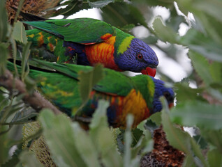 Two Rainbow lorikeets in a Coast Banksia tree, New South Wales, Australia
