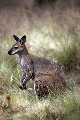 Wallaby among long grasses, New South Wales, Australia
