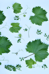 Grape leaves, fruit and twig isolated on white.