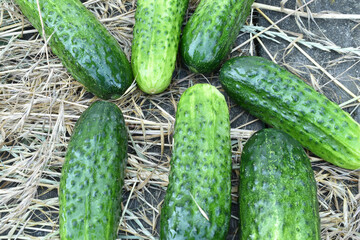 Green ripe cucumbers in the hay.