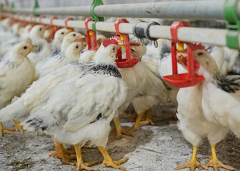Many thirsty Chickens poultry drink fresh water by nipple in Farm in hot stress