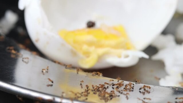 Ants crawl in a dirty aluminum plate and look for leftovers of food, fly is feeding on the boiled egg