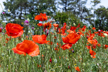 Obraz premium Flowers Red poppies blossom on wild field. Beautiful field red poppies with selective focus. soft light. Natural drugs. Glade of red poppies. Lonely poppy. Soft focus blur