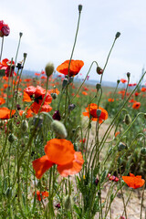 Flowers Red poppies blossom on wild field. Beautiful field red poppies with selective focus. soft light. Natural drugs. Glade of red poppies. Lonely poppy. Soft focus blur