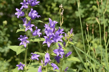 bellflowers 