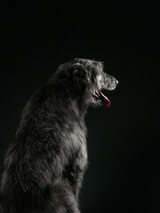 Irish wolfhound on dark background, studio shot