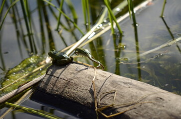 frog jump