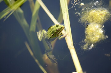 frog in the water