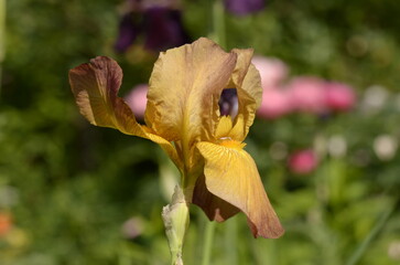 iris