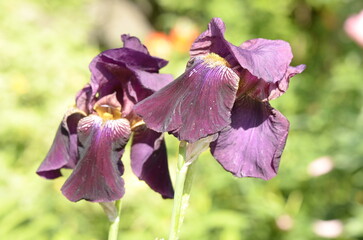 purple iris flower