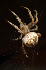 Gartenkreuz Spinne