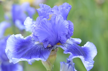 blue iris flower