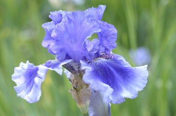 blue iris flower