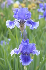 blue iris flower