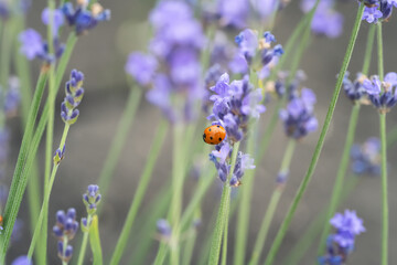 Close-up view of blooming lavender and ladybug perched on a branch
