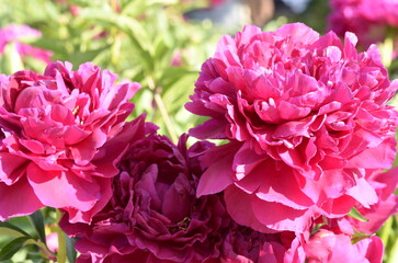 vinous peony
