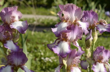 purple iris flowers