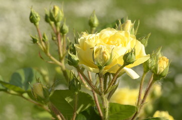 yellow rose in the garden