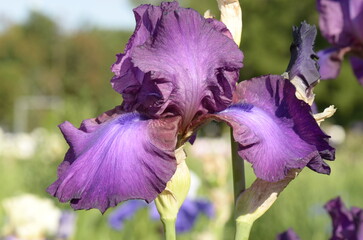 purple iris flower