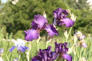 purple iris flowers