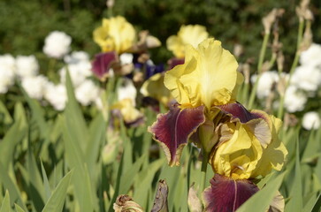 red and yellow iris