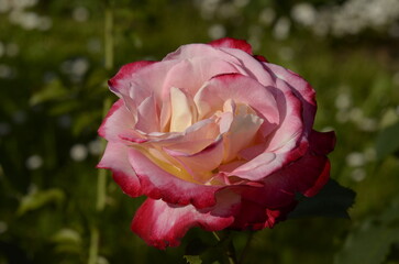 pink rose in garden