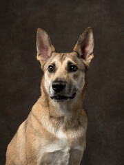 Portrait of funny dog on brown background, studio shot