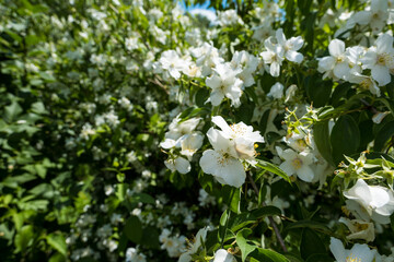Jasmine flowers in a garden, branch with white flowers