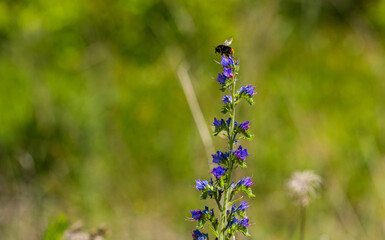A fluffy bumblebee feasting on nectar from an Echium vulgare. Echium vulgare, beautiful wildflowers