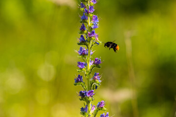 A fluffy bumblebee feasting on nectar from an Echium vulgare. Echium vulgare, beautiful wildflowers