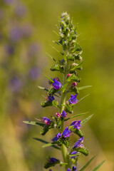 Echium vulgare, beautiful wildflowers