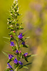 Echium vulgare, beautiful wildflowers