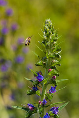 Echium vulgare, beautiful wildflowers