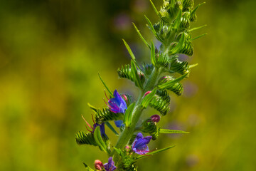 Echium vulgare, beautiful wildflowers in summer