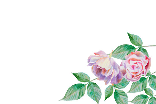Image of a beautiful hand painted watercolor rose card.