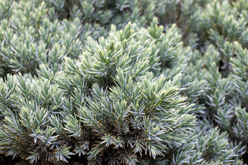 Blue Star Juniper bush or Himalayan juniper in the summer garden. Needled evergreen shrub with silvery-blue, densely-packed foliage. Close up, selective focus