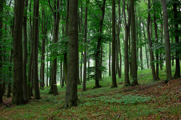 Obraz premium footpath in the forest