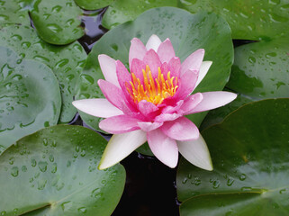 pink water lily in pond