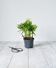 Chamaedorea green house plant in grey plastic pot and black steel scissors  on wooden table	