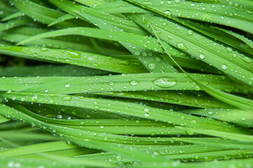 Abstract nature background with green plant leaves and drops of rain