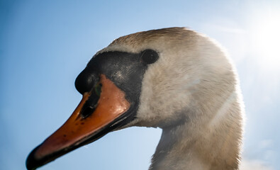Mute swan (Cygnus olor) portrait, close-up