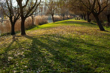 spring in the garden