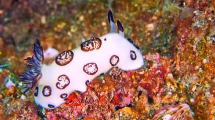 Sea Slug, Dorid Nudibranch, Funeral Jorunna, Jonrunna funebris, Lembeh, North Sulawesi, Indonesia, Asia