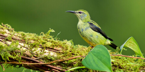 Red-legged Honeycreeper, Cyanerpes cyaneus, Tropical Rainforest, Costa Rica, Central America, America