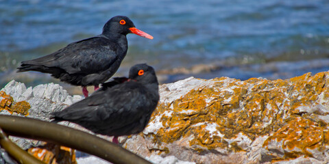 African Black Oystercatcher, Haematopus moquini, Walker Bay Nature Reserve, Gansbaai, Western Cape, Atlantic Ocean, South Africa, Africa