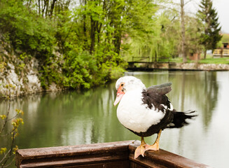 Portrait of a black and white wild duck.